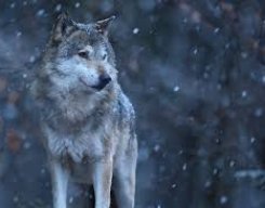 Волк в Уолл Стрит